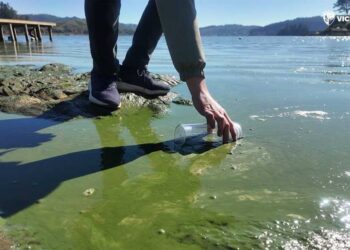 Advierten por cianobacterias en lago chileno de Vichuquén