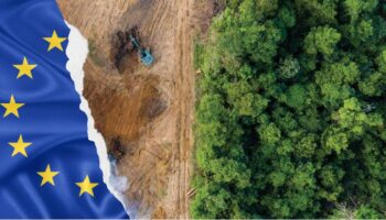 Más de 30 organizaciones alertan: cualquier intento de debilitar la ley europea contra la deforestación es un paso atrás inaceptable