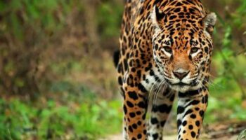 Señalan en Guatemala peligros que afronta el emblemático Jaguar