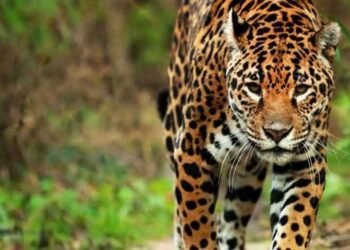 Señalan en Guatemala peligros que afronta el emblemático Jaguar