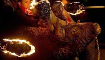 La asociación La Tortura No Es Cultura lanza una campaña para poner fin al “Toro de Júbilo” de Medinaceli (Soria)