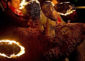 La asociación La Tortura No Es Cultura lanza una campaña para poner fin al “Toro de Júbilo” de Medinaceli (Soria)