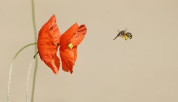 El Plan Nacional de Restauración encalla entre la opacidad del Gobierno y el bloqueo autonómico