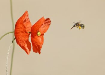 El Plan Nacional de Restauración encalla entre la opacidad del Gobierno y el bloqueo autonómico