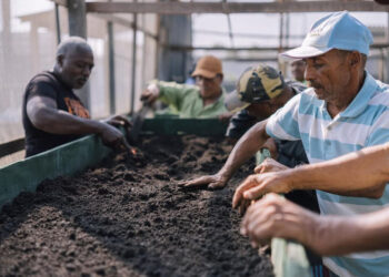 ACNUR lanza los primeros proyectos de financiación de carbono liderados por refugiados a gran escala en la COP30