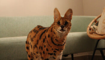 Rescatado un serval en un domicilio particular de Alicante