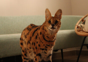 Rescatado un serval en un domicilio particular de Alicante