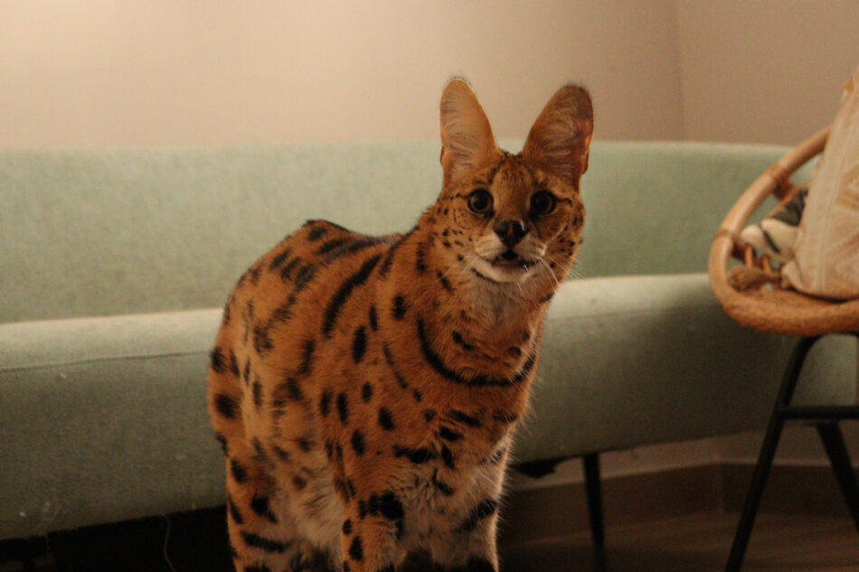 Rescatado un serval en un domicilio particular de Alicante