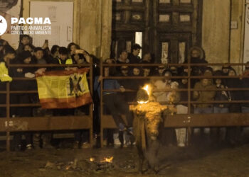 PACMA responde a Santonja tras el Toro Júbilo: “Defender esta barbaridad es ir contra la verdadera cultura»