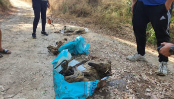 Suspenden hasta 2027 el juicio por los galgos apaleados y arrojados al río Guadaíra en 2020 porque el Juzgado olvidó citar a los testigos