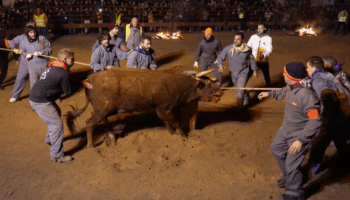 PACMA recurre la autorización del Toro Júbilo y advierte de posibles acciones penales en caso de no suspensión