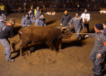 PACMA recurre la autorización del Toro Júbilo y advierte de posibles acciones penales en caso de no suspensión