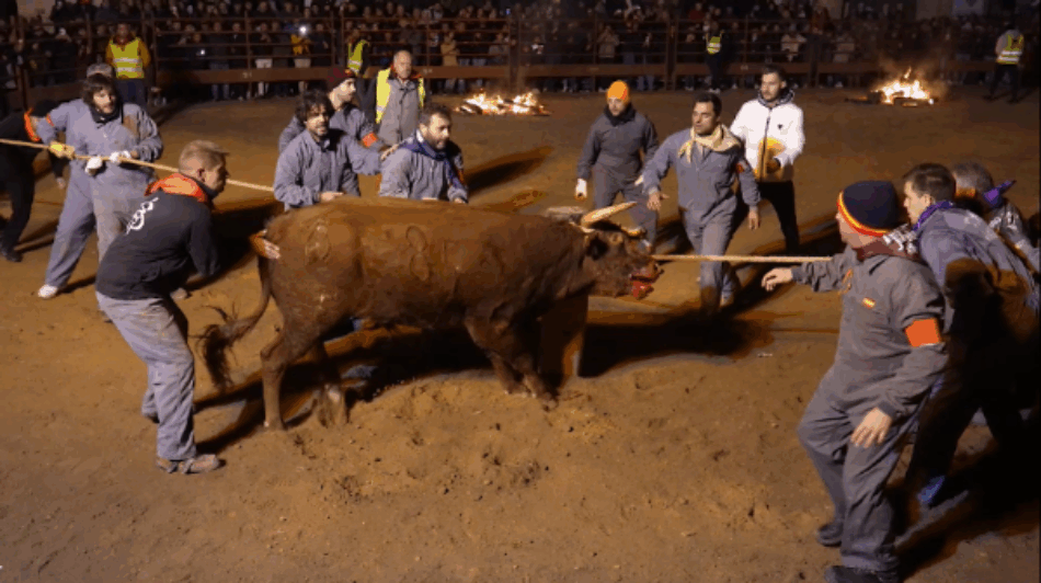 PACMA recurre la autorización del Toro Júbilo y advierte de posibles acciones penales en caso de no suspensión