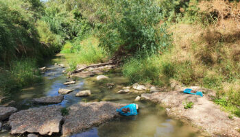 PACMA solicita la máxima condena para el cazador acusado de apalear y ahogar a dos galgos en el río Guadaíra y herir gravemente a un tercero en 2020