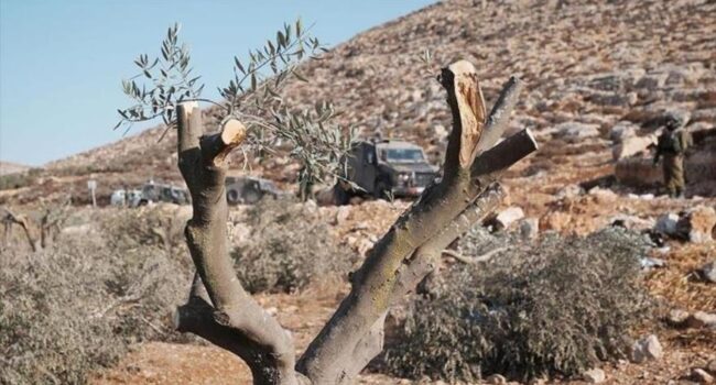Cisjordania: colonos israelíes arrasan olivos palestinos