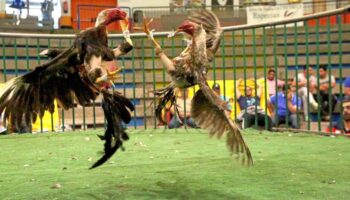 PACMA denuncia ante la Fiscalía la celebración de peleas de gallos en Canarias y alerta de su ilegalidad desde 2007