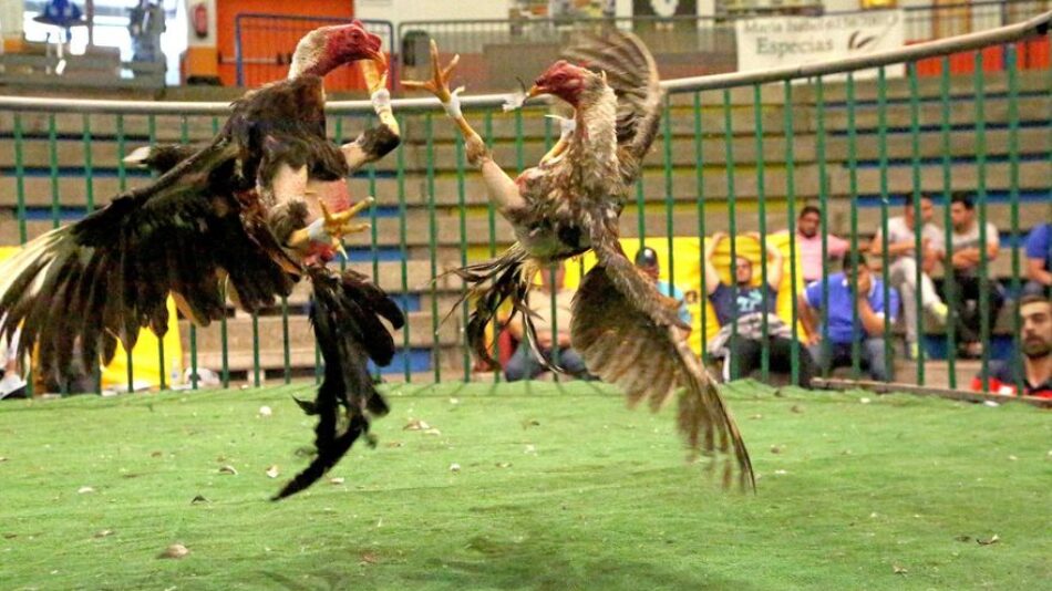 PACMA denuncia ante la Fiscalía la celebración de peleas de gallos en Canarias y alerta de su ilegalidad desde 2007