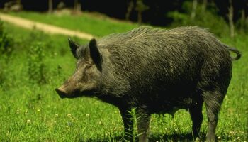 CCOO de Catalunya demana al Departament de Treball que tots els ajuts públics al sector carni i a la cadena de valor estiguin condicionats al manteniment de l’ocupació 