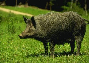 CCOO de Catalunya demana al Departament de Treball que tots els ajuts públics al sector carni i a la cadena de valor estiguin condicionats al manteniment de l’ocupació 