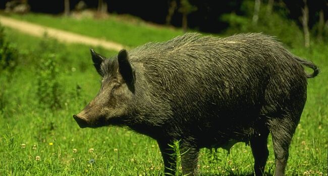 CCOO de Catalunya demana al Departament de Treball que tots els ajuts públics al sector carni i a la cadena de valor estiguin condicionats al manteniment de l’ocupació