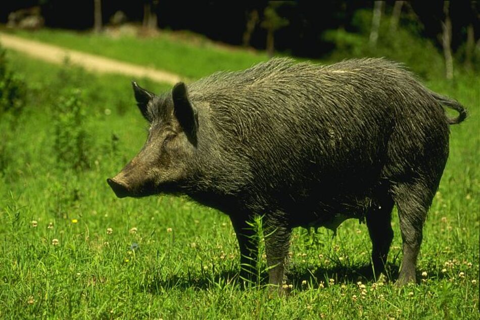 CCOO de Catalunya demana al Departament de Treball que tots els ajuts públics al sector carni i a la cadena de valor estiguin condicionats al manteniment de l’ocupació 