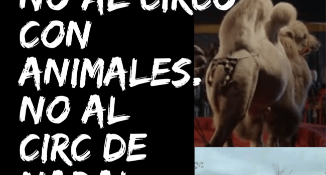 Concentración el 6 de diciembre en Valencia: «No al circo con animales, No al circ de Nadal»