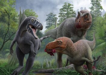 Confirman que un cráneo que se pensaba de un Tyrannosaurus rex adolescente es una especie distinta