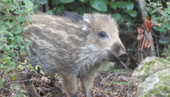 Organizaciones de defensa del medio ambiente en extremadura denuncian medidas apresuradas y oportunistas para favorecer la actividad privada del sector cinegético con la excusa de la peste porcina