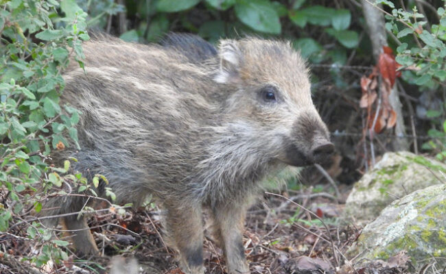 Organizaciones de defensa del medio ambiente en extremadura denuncian medidas apresuradas y oportunistas para favorecer la actividad privada del sector cinegético con la excusa de la peste porcina