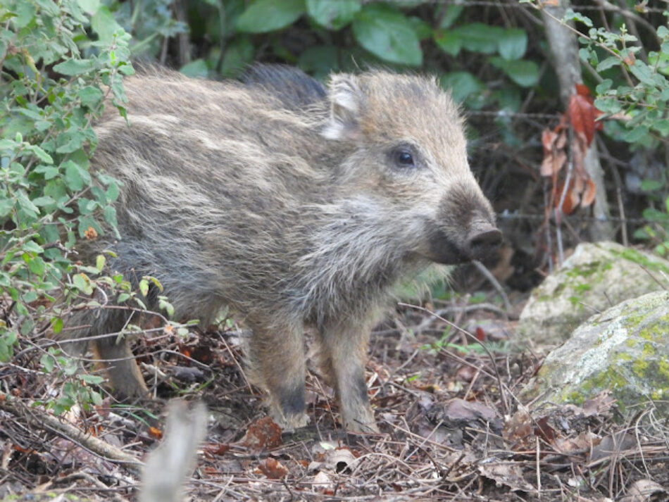 Organizaciones de defensa del medio ambiente en extremadura denuncian medidas apresuradas y oportunistas para favorecer la actividad privada del sector cinegético con la excusa de la peste porcina