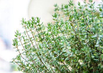 Plantas expectorantes y descongestionantes para el invierno