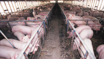 La peste porcina cuestiona el modelo de ganadería industrial y de gestión del medio natural