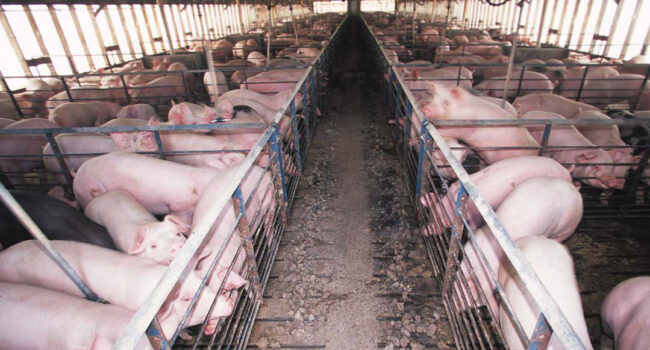 La peste porcina cuestiona el modelo de ganadería industrial y de gestión del medio natural