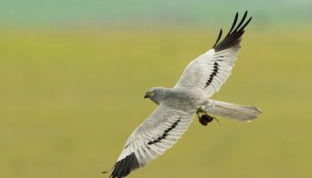 El éxito reproductor del aguilucho cenizo se duplicó en las zonas ibéricas donde actúa LIFE SOS Pygargus