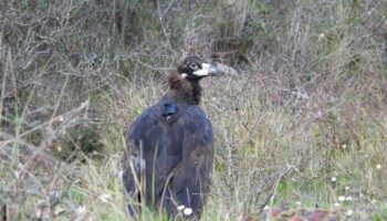 Els Ports (Tarragona): un nuevo hito en la expansión del buitre negro