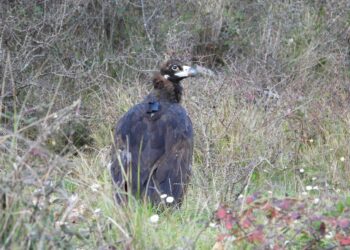 Els Ports (Tarragona): un nuevo hito en la expansión del buitre negro