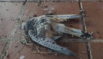 Ecologistas en acción se posiciona en contra de la posible declaración como BIC de la caza de perdiz con reclamo