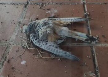 Ecologistas en acción se posiciona en contra de la posible declaración como BIC de la caza de perdiz con reclamo