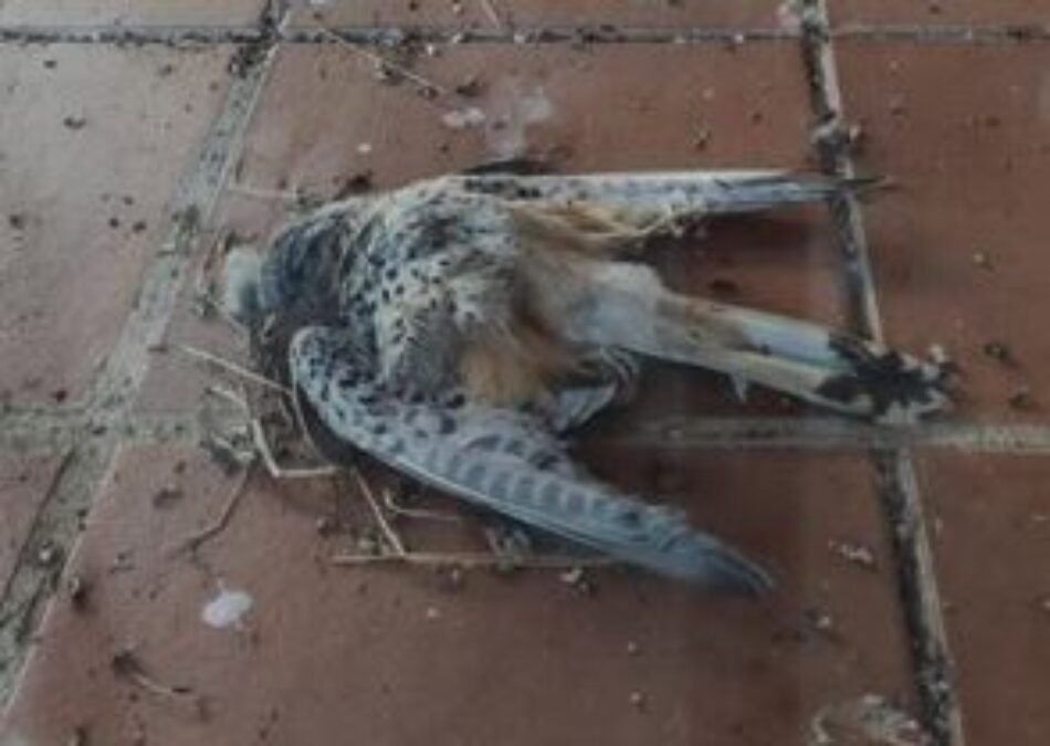 Ecologistas en acción se posiciona en contra de la posible declaración como BIC de la caza de perdiz con reclamo