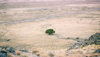 Las plantas de raíces profundas, claves para prevenir la desertificación