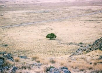 Las plantas de raíces profundas, claves para prevenir la desertificación