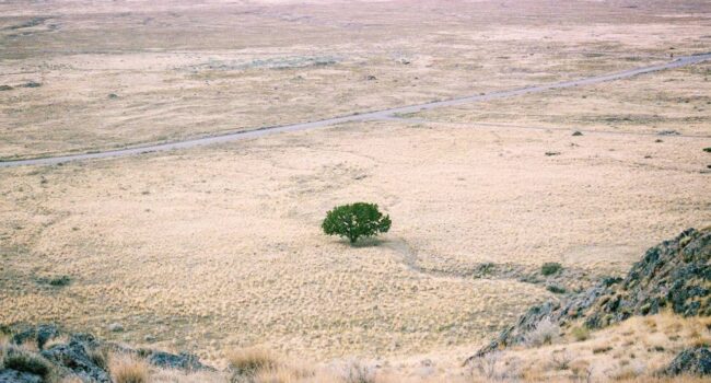 Las plantas de raíces profundas, claves para prevenir la desertificación