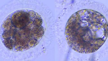 Logran producir por primera vez embriones de lince ibérico en el laboratorio