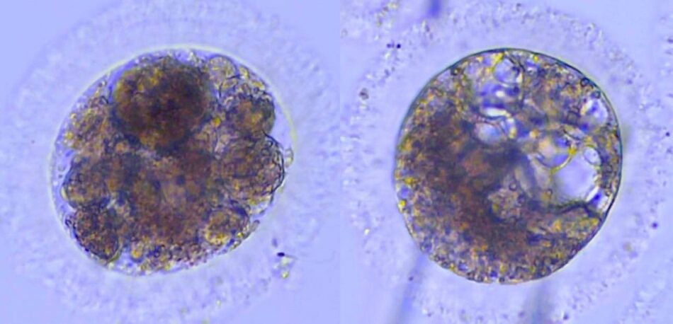 Logran producir por primera vez embriones de lince ibérico en el laboratorio