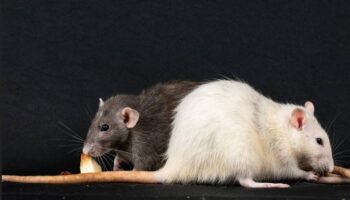 Los genes de los compañeros de piso influyen en el microbioma intestinal, según un estudio en ratas