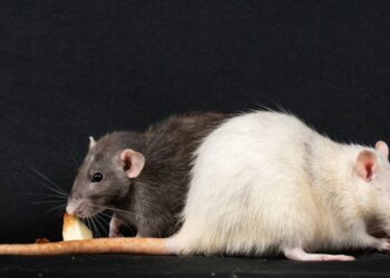 Los genes de los compañeros de piso influyen en el microbioma intestinal, según un estudio en ratas