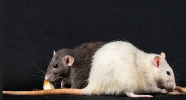 Los genes de los compañeros de piso influyen en el microbioma intestinal, según un estudio en ratas