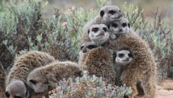 Los humanos se sitúan entre suricatas y castores en la ‘liga’ de la monogamia de los mamíferos