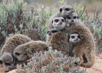 Los humanos se sitúan entre suricatas y castores en la ‘liga’ de la monogamia de los mamíferos