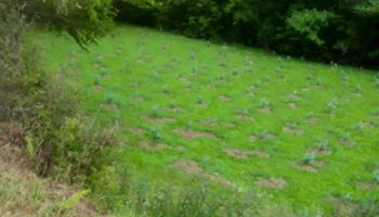 Entrega simbólica de la «Bullada de Purpurina» en Asturias